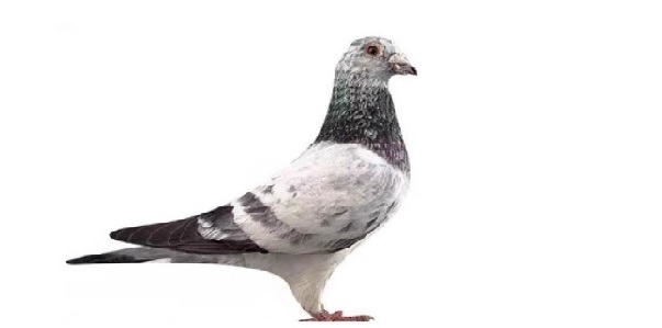 開(kāi)爾公棚賽鴿公棚